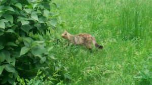 Кошки на природе. Не съем, так помечу.