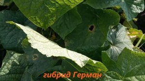 СИБИРСКИЙ ОГОРОД УРОЖАЙ КАРТОШКИ , ОГУРЦЫ И ПОМИДОРЫ.