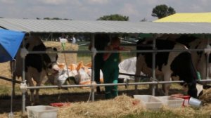 Белагро 2019. Выбираем лучшую племенную корову молочной породы. Кастинг )