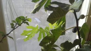 Инжир созревает в конце ноября