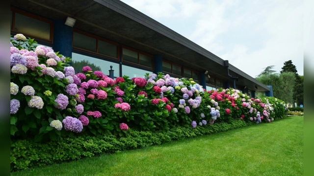 Гортензия в ландшафтном дизайне.30 лучших идей!!! смотреть онлайн