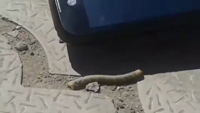 гусеница из Сатпаева смотреть онлайн