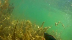 Подводная охота на крупного карася.