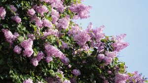 Сирень "Бюффон". Простая, розоватая. Лучшие сорта сирени