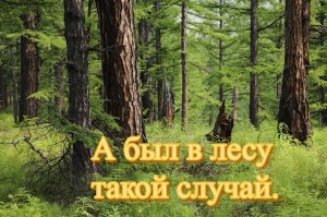 А был в лесу такой случай