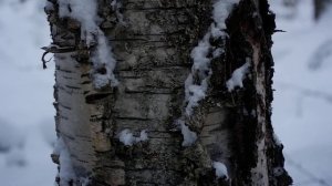 Дикая тайга зима природа России