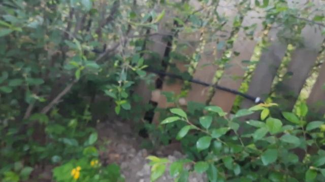 ЭТА АМПУЛА СПАСЕТ СМОРОДИНУ ОТ ТЛИ!!! ПРИШЛО ВРЕМЯ ИЗБАВИТЬСЯ ОТ ТЛИ РАЗ И НАВСЕГДА!!!! смотреть онлайн