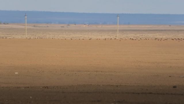 Миграционные скопления огаря ноябрь 2020 смотреть онлайн