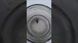 Оса зимой. (wasp in winter)