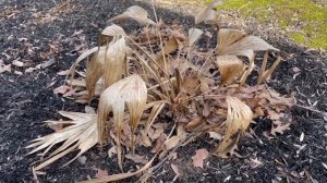 Livistona chinensis as a dieback perennial?