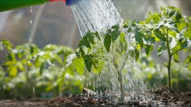 Вершинная гниль томатов, меры борьбы смотреть онлайн