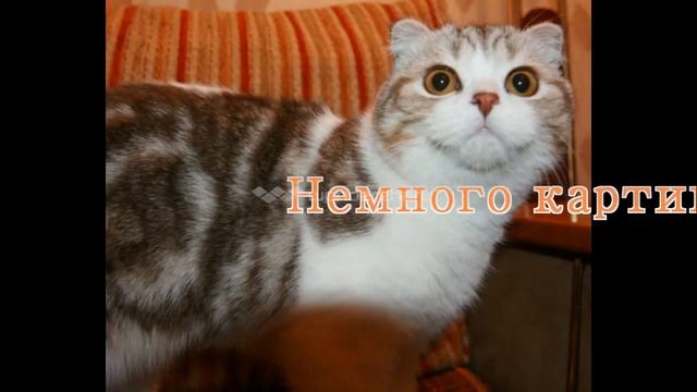 Котёнок стреляет резинками!Забавные коты и кошки смотреть онлайн