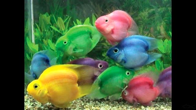 Поговорим об окрашенных рыбах смотреть онлайн