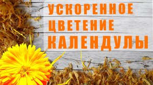 Как заставить календулу зацвести на 19 дней раньше и получить в 3 раза больше цветов?