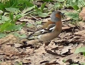 Зяблик, самец 25.05.2022