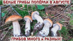 🍄БЕЛЫЕ ГРИБЫ ПОПЁРЛИ в АВГУСТЕ 2024💥ГРИБОВ МНОГО и РАЗНЫХ! 👉ВСЕМ ГРИБНИКАМ ХВАТИТ!