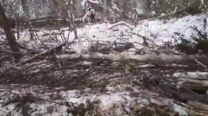 ТДТ 55 трелевка леса