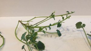 Размножение Campanula (Жених и Невеста)