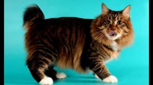 Порода кошек. Карельский бобтейл.Очень редкая и необычная порода с укороченным  хвостом.