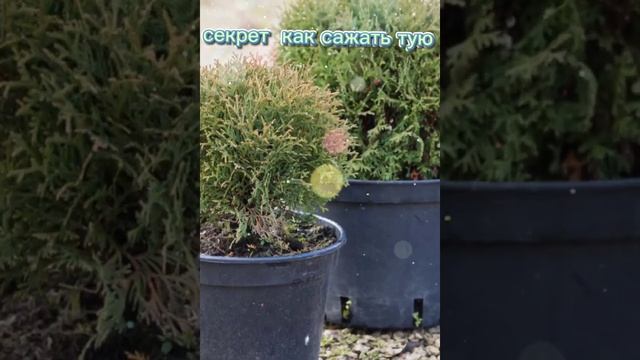 Хитрости и тонкости посадке Туи, будет самая пушистая!! смотреть онлайн
