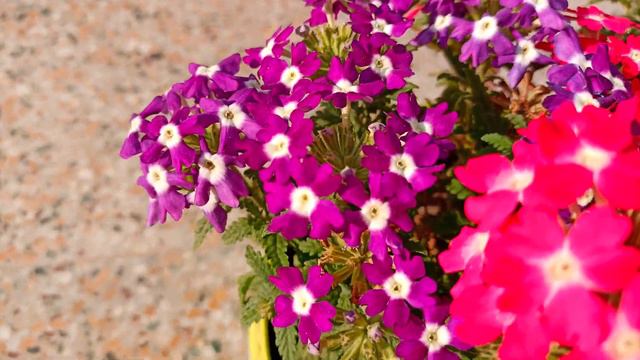 Verbena ❤️ смотреть онлайн