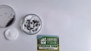 Проверить семена на всхожесть в домашних условиях