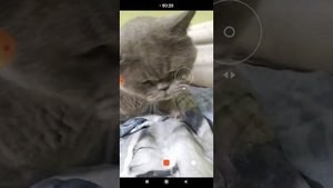 британские коты и кошки агрессивные или нет (кринж видео)