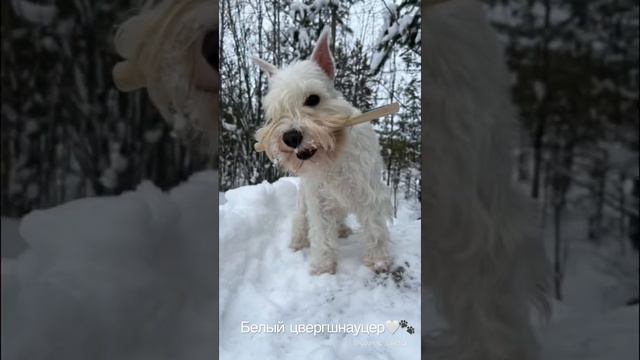 Многие удивляются, увидев цвергшнауцера в белом окрасе🐾🤍 А мы есть, мы существем🙂