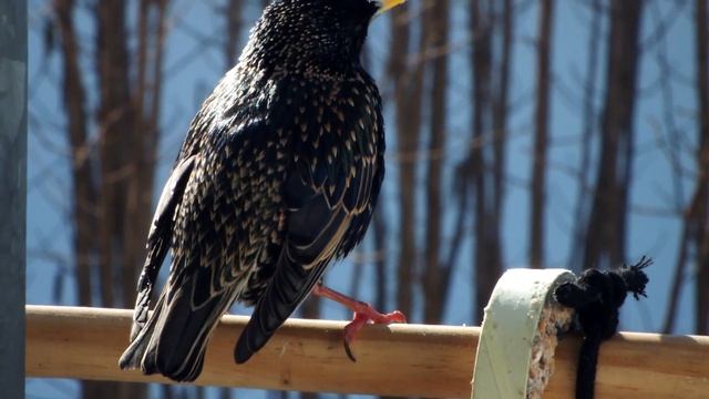 Нильские гуси и другие...... смотреть онлайн