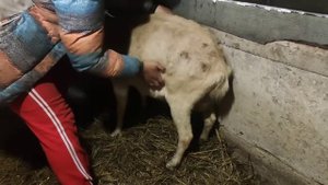 Перекормили козу ячменем ,разрыв сердца