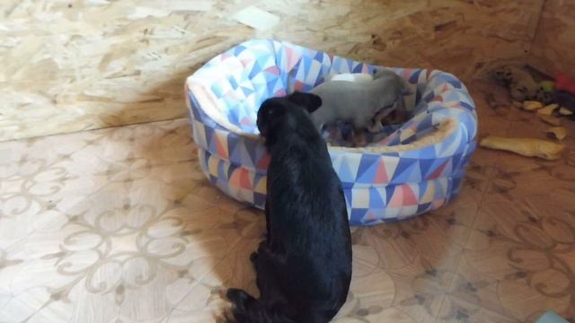 #ЧИХУА ВЕС ЩЕНКА И ВЗРОСЛОЙ СОБАКИ#ЩЕНОК ВЕС 3 МЕС - 1,3 КГ = ВЗРОСЛЫЙ ВЕС 1,5 КГ#ПИТОМНИКМАРИМИСТИ смотреть онлайн