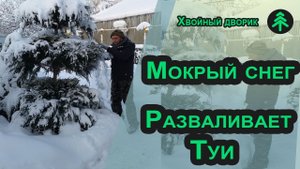 Как уберечь хвойные растения от мокрого снега? Чем опасен мокрый снег для хвойных растений?