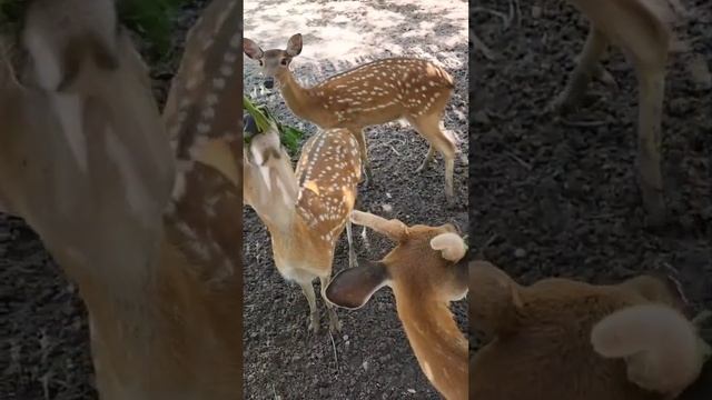 Muntjac | #shorts | #animals