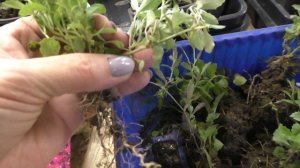 Размножаю лобелию черенками. Супер быстрое укоренение!!!