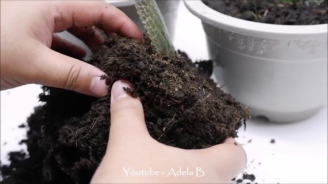 Episcia Cupreata with Babies from Single Leaf Cuttings Propagated in Soil (Flame Violet) смотреть онлайн