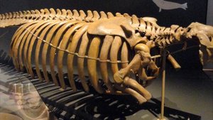 Вымершие животные по вине человека