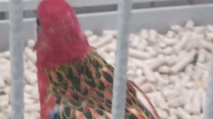 Parrots, попугайи