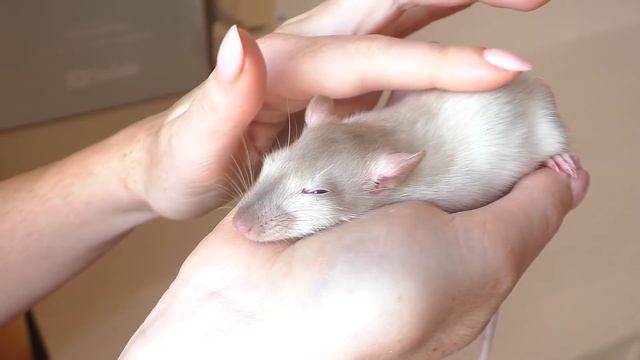 САМАЯ РУЧНАЯ КРЫСА ПОМЕНЯЛА ЦВЕТ / ХОМКИ БЕСЯТСЯ / КНОПОЧКА ПСЕШИТ / Alisa Easy Pets