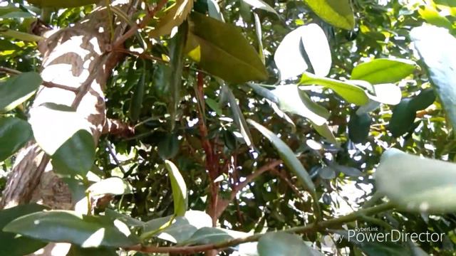 Cinnamon,Bay Leaf,Pepper,Long Pepper,Allspice,Pandan Leaf,Birds Eye Chilly/பட்டை,பிரியானிஇலை,மிளகு смотреть онлайн