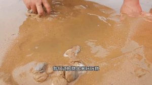 【Englisn sub 】小章和大哥赶海大比拼,挑战生吃血蛤,谁输了谁就生吃!现场激烈!【赶海小章】