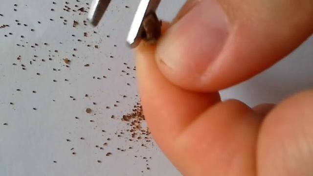 КАК Я СОБИРАЮ СЕМЕНА ГЛОКСИНИЙ ! смотреть онлайн