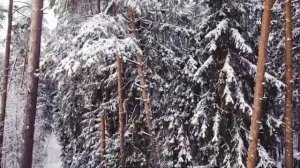 Зима в Беларуси | Belarus Winter
