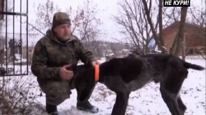 Охота на лося с лайками . 2018