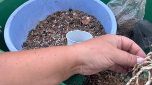 Орхидеи Променея, Каттлея , Мильтония и Мильтассия, пересадка, реанимация.