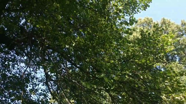 07.07.2020 г. Поймал седьмой рой) Жара!!! Медосбор в разгаре, зацветает липа. смотреть онлайн