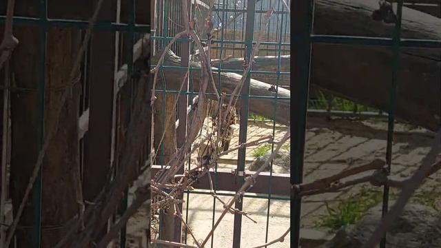 Парк развлечений ферма "Ишачок" Бахчисарайский район. смотреть онлайн