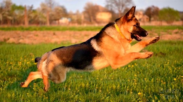 5 самых умных пород собак в мире