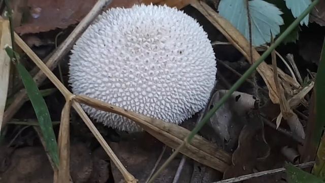 красивый гриб смотреть онлайн