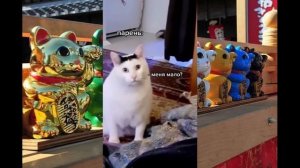 Толстый кот мем по кличке Бендер мяукает в тик ток