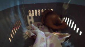 вся правда о содержание морских свинок. Мои морские свинки.